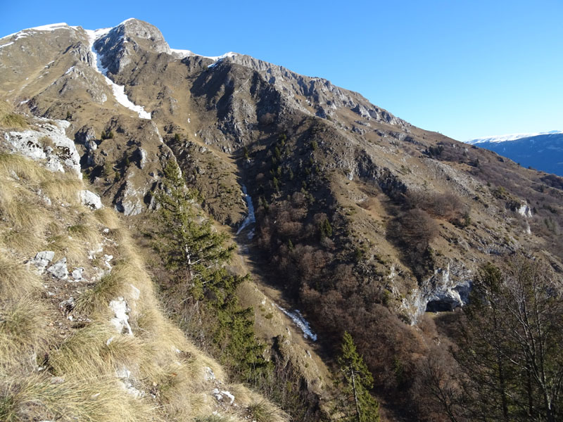 Ursus arctos.....l''habitat